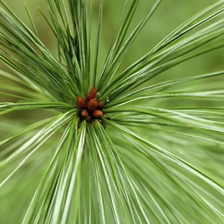 pine hydrosol Suppliers