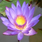 blue lotus attar Suppliers