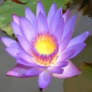 blue lotus attar Suppliers