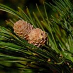Buy organic cedarwood oil