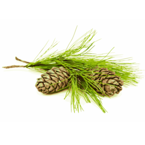 certified organic cedarwood essential oil Suppliers