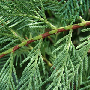 certified organic cypress essential oil Suppliers