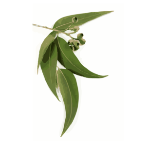 certified organic eucalyptus essential oil Suppliers