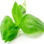 certified organic holy basil essential oil Suppliers