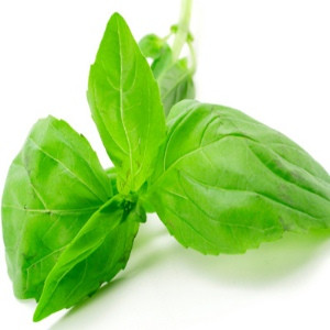 certified organic holy basil essential oil Suppliers