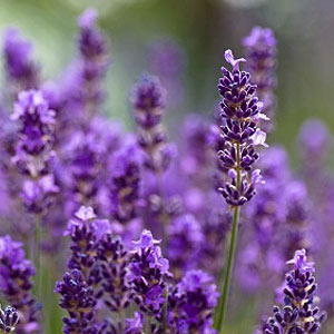 certified organic lavender essential oil Suppliers