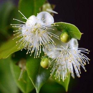 certified organic lemon myrtle essential oil Suppliers