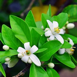 certified organic neroli essential oil Suppliers