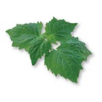 certified organic patchouli indonesian essential oil Suppliers