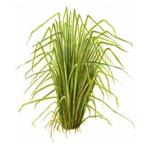 certified organic vetiver essential oil Suppliers