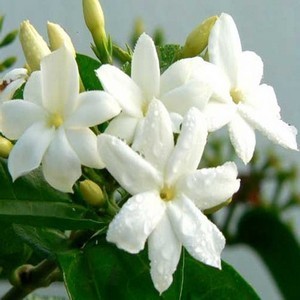 jasmine sambac attar Suppliers