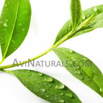 organic tea ree oil Suppliers