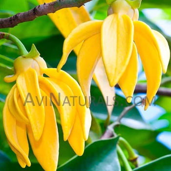 organic ylang ylang oil Suppliers