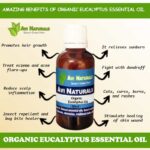 Uses and benefits of organic eucalyptus essential oil
