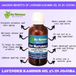 Lavender Kashmir Oil 3% in Jojoba