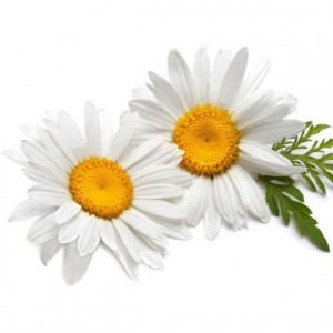 chamomile german oil dilution in jojoba Suppliers