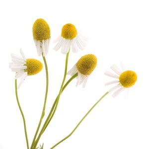 chamomile roman oil dilution in jojoba Suppliers