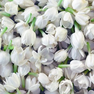 jasmine grandiflorum absolute dilution in jojoba Suppliers