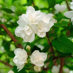 jasmine sambac absolute dilution in jojoba Suppliers