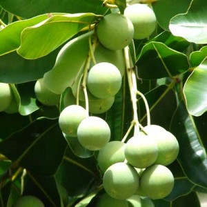 tamanu oil Suppliers