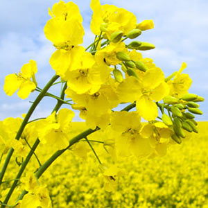 canola oil Suppliers
