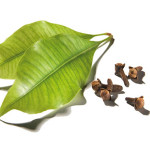 clove leaf oil Suppliers