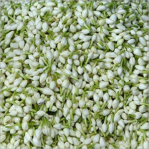 dried jasmine flower Suppliers