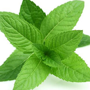 dried mint leaves Suppliers