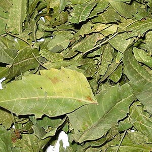 dried neem eaves Suppliers
