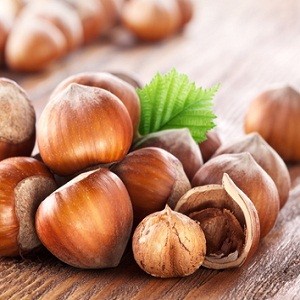 hazelnut carrier oil Suppliers