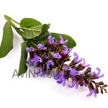 organic clary sage oil Suppliers