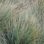 african bluegrass oil