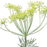 anethi essential oil Suppliers