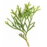 arborvitae wild essential oil Suppliers