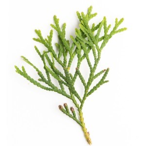 arborvitae wild essential oil Suppliers