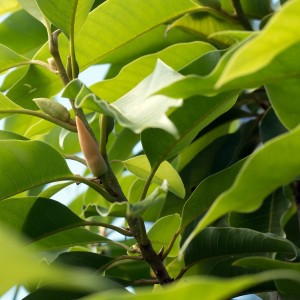 michelia alba leaf essential oil Suppliers