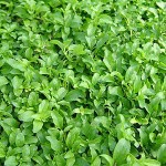 pennyroyal oil Suppliers