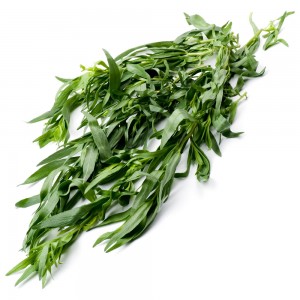 tarragon oil Suppliers