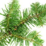 Fir Balsam Oil