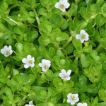 Brahmi Oil