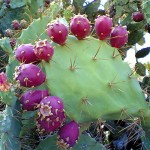 Organic prickly pear oil