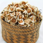 Organic moringa seeds oil