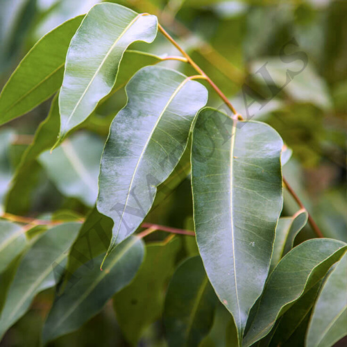 Eucalyptus radiata oil