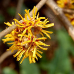 Witch Hazel Hydrosol