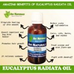 Uses benefits of eucalyptus radiata oil