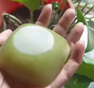 ALOEVERAFRAGRANCEOILSOA