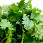 Coriander Hydrosol