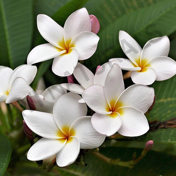 Frangipani fragrance oil