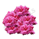 Geranium Fragrance Oil