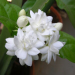 Mogara Jasmine Four